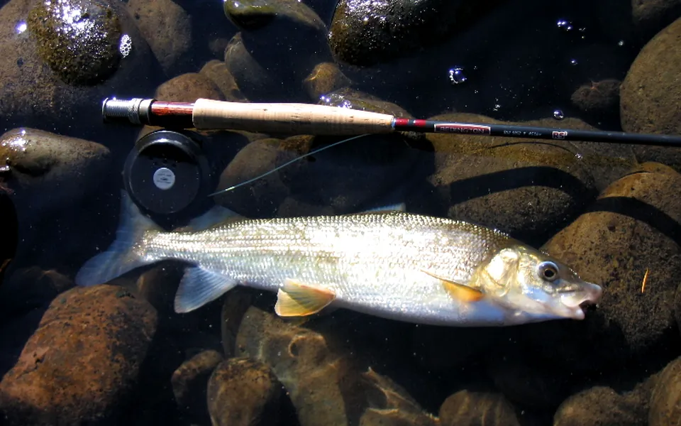 Photograph of a Mountain whitefish