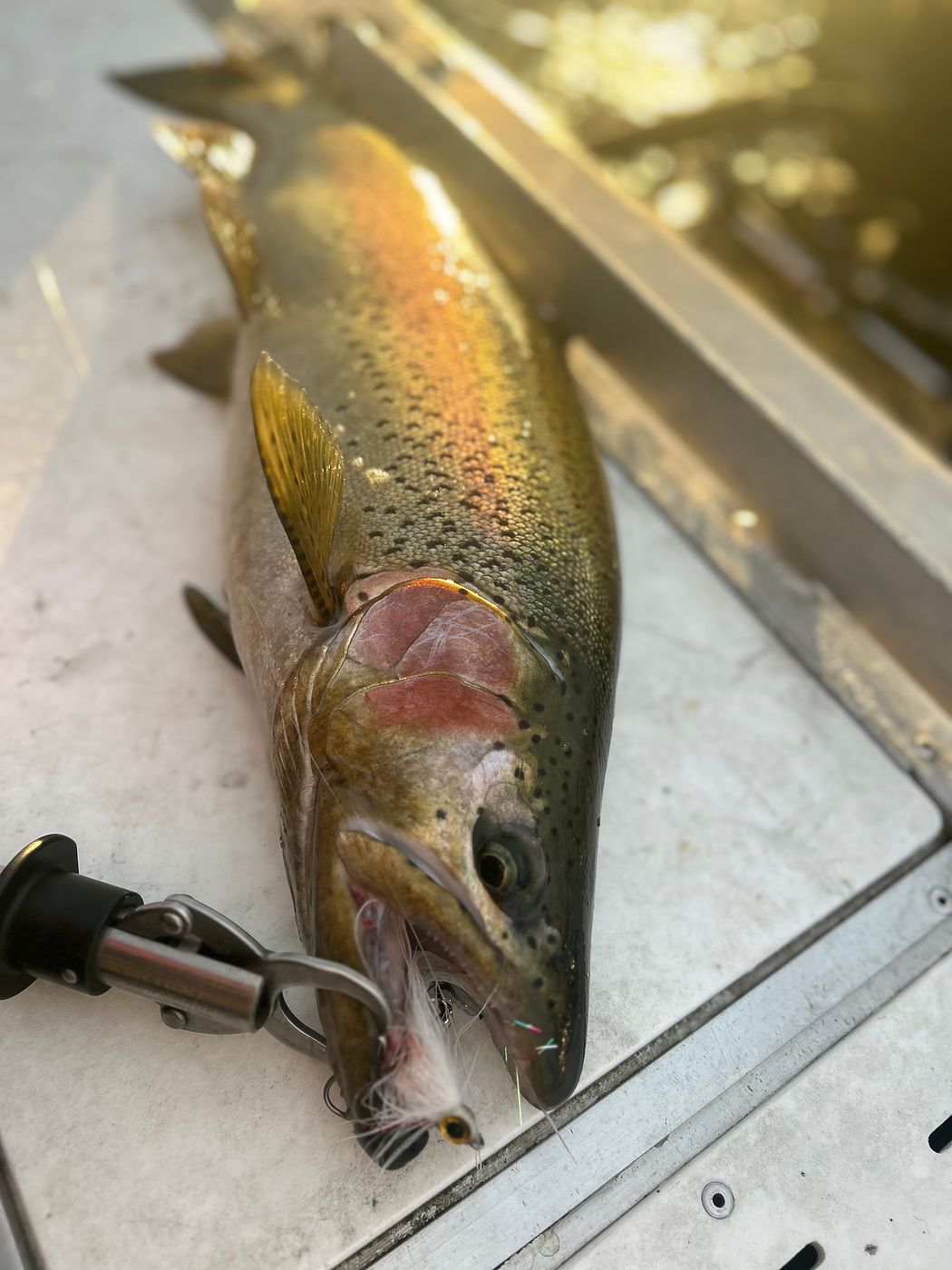 An Okanagan rainbow trout in the landing net